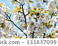 White cherry blossom 131637099