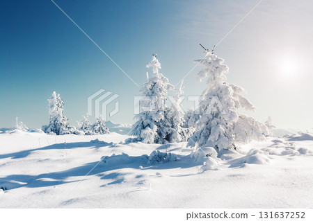 winter landscape glowing by sunlight winter landscape glowing by sunlight 131637252