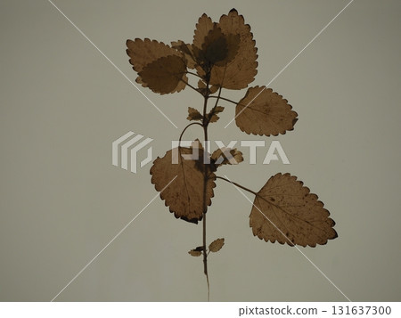 Osaka Kansai Expo 2025 Baltic States Pavilion Osaka Kansai Expo 2025 Baltic States Pavilion 131637300