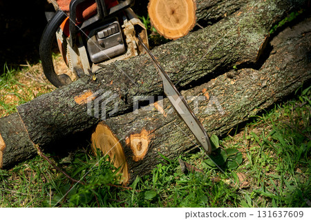 Woodwork,lumberjack. Sawing a tree trunk with a chainsaw 131637609