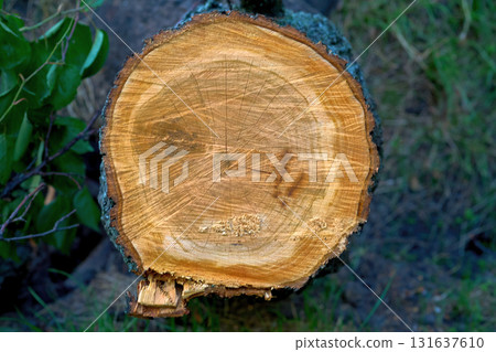 A felled tree. A close up of a wooden stump against a green background. 131637610