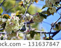 Gyoikou Yellow-green cherry blossoms 131637847