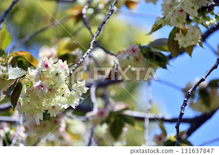 Gyoikou Yellow-green cherry blossoms 131637847