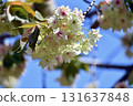 Gyoikou Yellow-green cherry blossoms 131637848