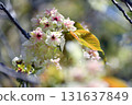 Gyoikou Yellow-green cherry blossoms 131637849
