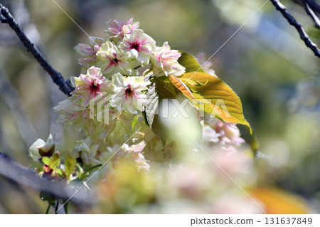 Gyoikou Yellow-green cherry blossoms Gyoikou Yellow-green cherry blossoms 131637849