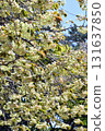 Gyoikou Yellow-green cherry blossoms 131637850