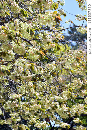 行益光 黃綠色櫻花 131637850