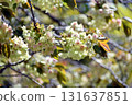 Gyoikou Yellow-green cherry blossoms 131637851