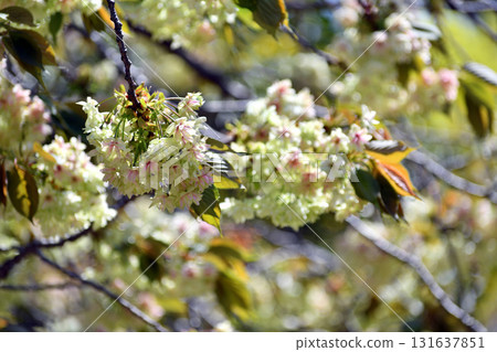 行益光 黃綠色櫻花 行益光 黃綠色櫻花 131637851