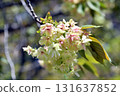 Gyoikou Yellow-green cherry blossoms 131637852