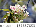 Gyoikou Yellow-green cherry blossoms 131637853