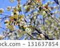 Gyoikou Yellow-green cherry blossoms 131637854
