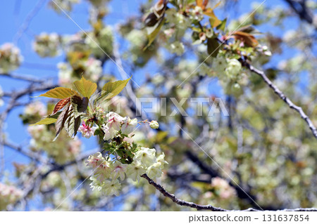 行益光 黃綠色櫻花 131637854