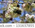Gyoikou Yellow-green cherry blossoms 131637855
