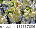 Gyoikou Yellow-green cherry blossoms 131637856