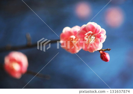 紅梅花在清晨的陽光下閃閃發光 131637874