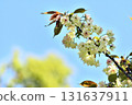 Gyoikou Yellow-green cherry blossoms 131637911