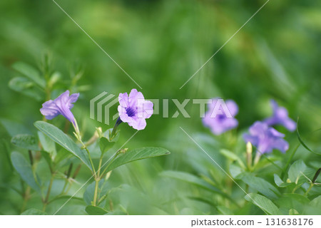 A close-up photo of the purple flowers of a ground cover plant showing off their colorful blooms. Surrounded by a blurry green background with space for content. A close-up photo of the purple flowers of a ground cover plant showing off their colorful blooms. Surrounded by a blurry green background with space for content. 131638176