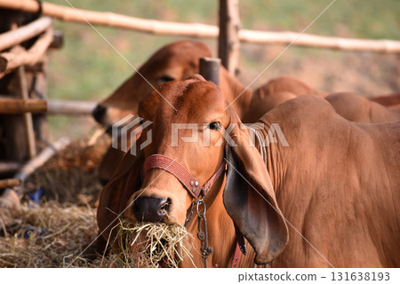Red-skinned beef cattle are raised organically in cattle pens. Eating hay and looking at the camera Red-skinned beef cattle are raised organically in cattle pens. Eating hay and looking at the camera 131638193