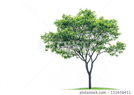 Green deciduous tree isolated on white background. AI-generated item 131638411