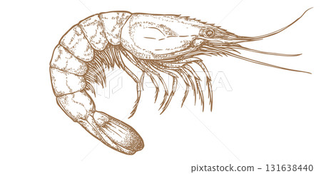 Shrimp, seafood, sketch. Vintage retro print, seafood shrimp prawn sketch, sea life, ink pencil style drawing, engrave old school sketch, hand drawn. Sketch artwork shrimp. Vector Illustration 131638440