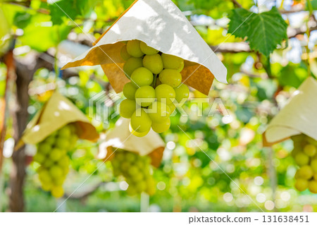 【山梨縣禦坂町】水峰葡萄園的葡萄 131638451