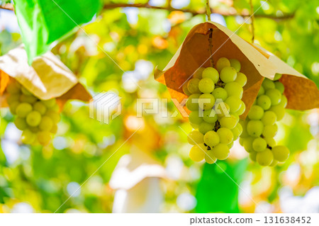 【山梨縣禦坂町】水峰葡萄園的葡萄 131638452