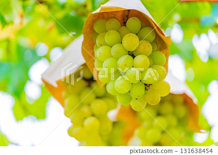[Misaka Town, Yamanashi Prefecture] Grapes from the Suihou Vineyard 131638454