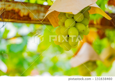 【山梨縣禦坂町】水峰葡萄園的葡萄 131638460