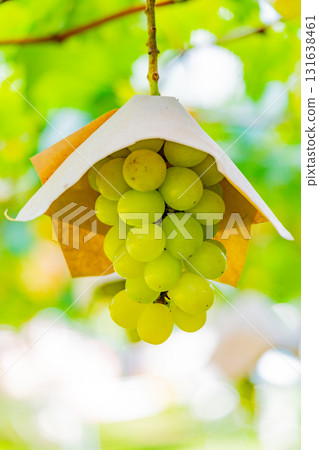 [Misaka Town, Yamanashi Prefecture] Grapes from the Suihou Vineyard 131638461