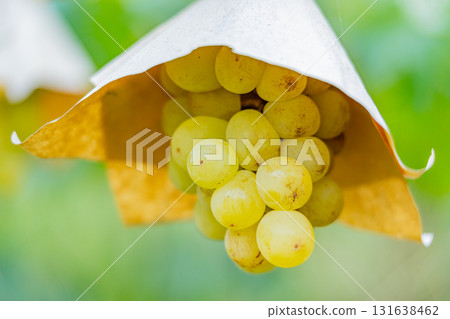 [Misaka Town, Yamanashi Prefecture] Grapes from the Suihou Vineyard 131638462