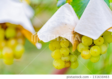 [Misaka Town, Yamanashi Prefecture] Grapes from the Suihou Vineyard 131638463