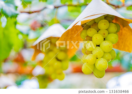 [Misaka Town, Yamanashi Prefecture] Grapes from the Suihou Vineyard 131638466