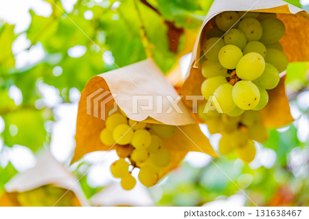 【山梨縣禦坂町】水峰葡萄園的葡萄 131638467