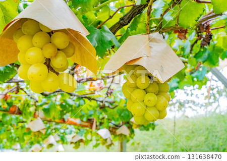 【山梨縣禦坂町】水峰葡萄園的葡萄 131638470