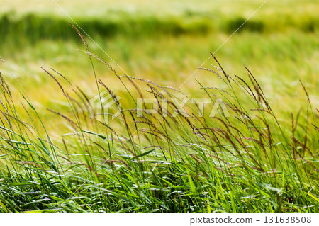 Green grass background Green grass background 131638508