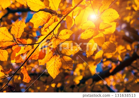 autumn leaf in forest autumn leaf in forest 131638513