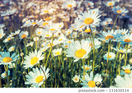 field with white daisies 131638514