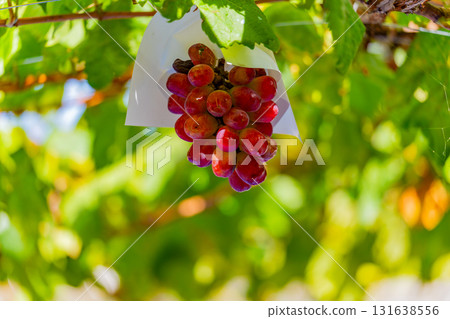 [Misaka Town, Yamanashi Prefecture] Vineyard Grapes - My Heart 131638556