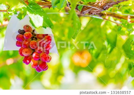[Misaka Town, Yamanashi Prefecture] Vineyard Grapes - My Heart 131638557