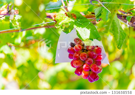 [Misaka Town, Yamanashi Prefecture] Vineyard Grapes - My Heart 131638558