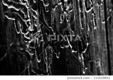 The dark texture of the wood looks dense and expressive, like a fossilized history The dark texture of the wood looks dense and expressive, like a fossilized history 131638691