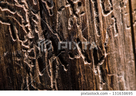 The rough structure of the wood, shown up close, impresses with its relief 131638695