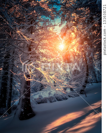 covered spruce trees covered spruce trees 131638721