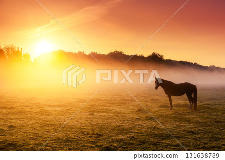 horses grazing on pasture 131638789