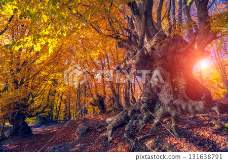 autumn leaf in forest autumn leaf in forest 131638791