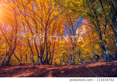 autumn leaf in forest autumn leaf in forest 131638792