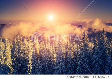 covered spruce trees covered spruce trees 131638794