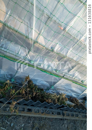 greenhouse, field, agriculture 131638816